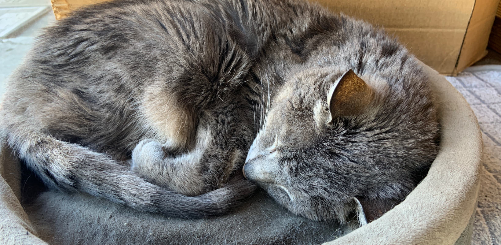 A lovely cat called Kotetsu