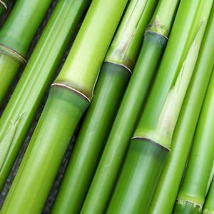 The photo of bamboo